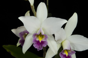 Laelia anceps var veitchiana 'Blue Angel' AM 80